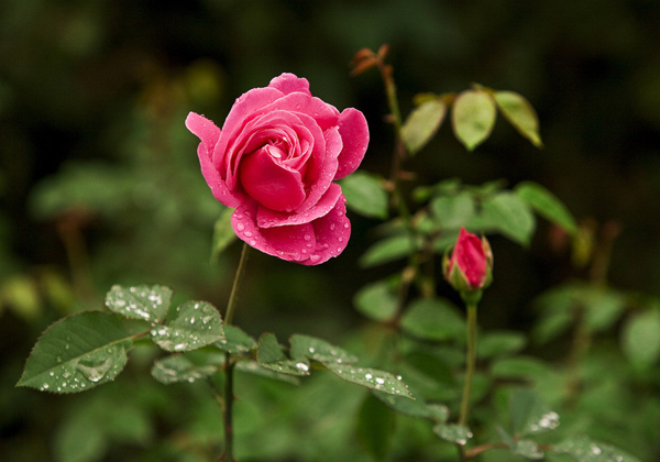 月季花(图1)